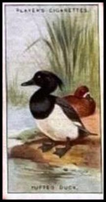 8 Tufted Duck